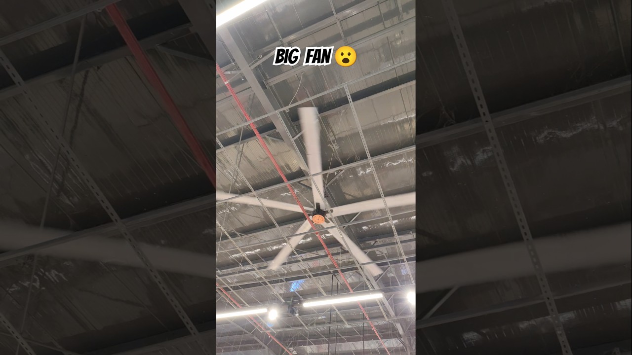 BIGGEST Ceiling Fan 😲 #hobbyhalt #big #fans #ceilingfan #shorts #shortsfeed #ytshorts #youtubeshorts