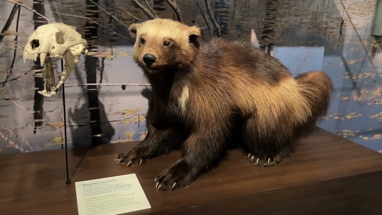 Manitoba Museum 2024 Winnipeg Canada