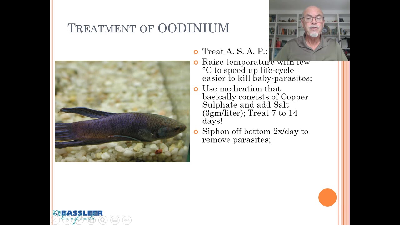 Fish disease case 8: Oodinium or Velvet disease (emphasis on Betta Fighter Fish)