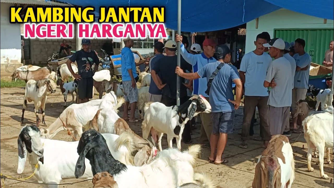 Pecah Rekor, Harga Kambing Jantan Hari ini Tembus Di Angka 5 Juta Rupiah  Satu Ekor 