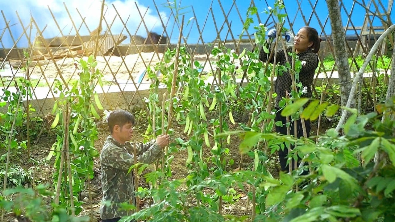 KONG & NHAT are working together to realize their dream of a dream garden of super-fruiting beans.
