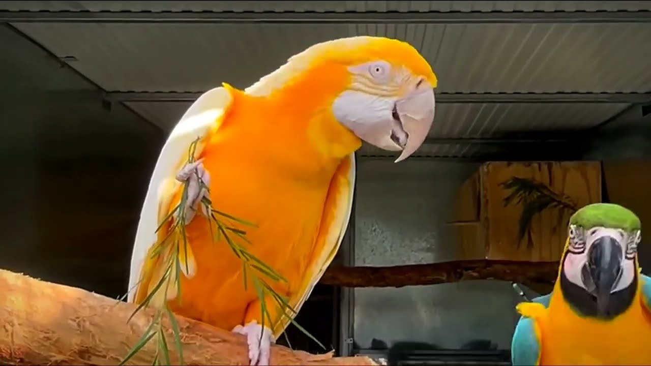 Golden Macaw Love with Blue Gold Macaw #beautiful #cute #amazing #birds #shortvideo #shortvideos