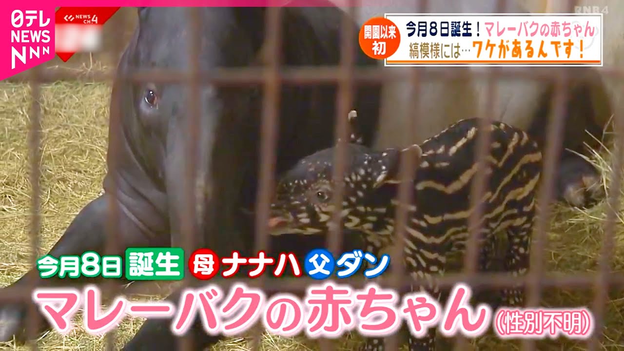 【動物】
