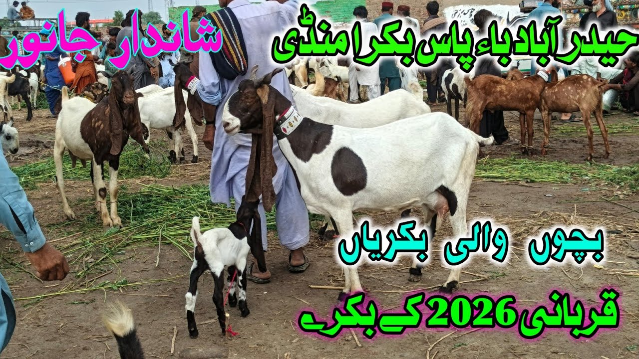Hyderabad Bypass Bakra Mandi Today | Latest Goat Prices 2025