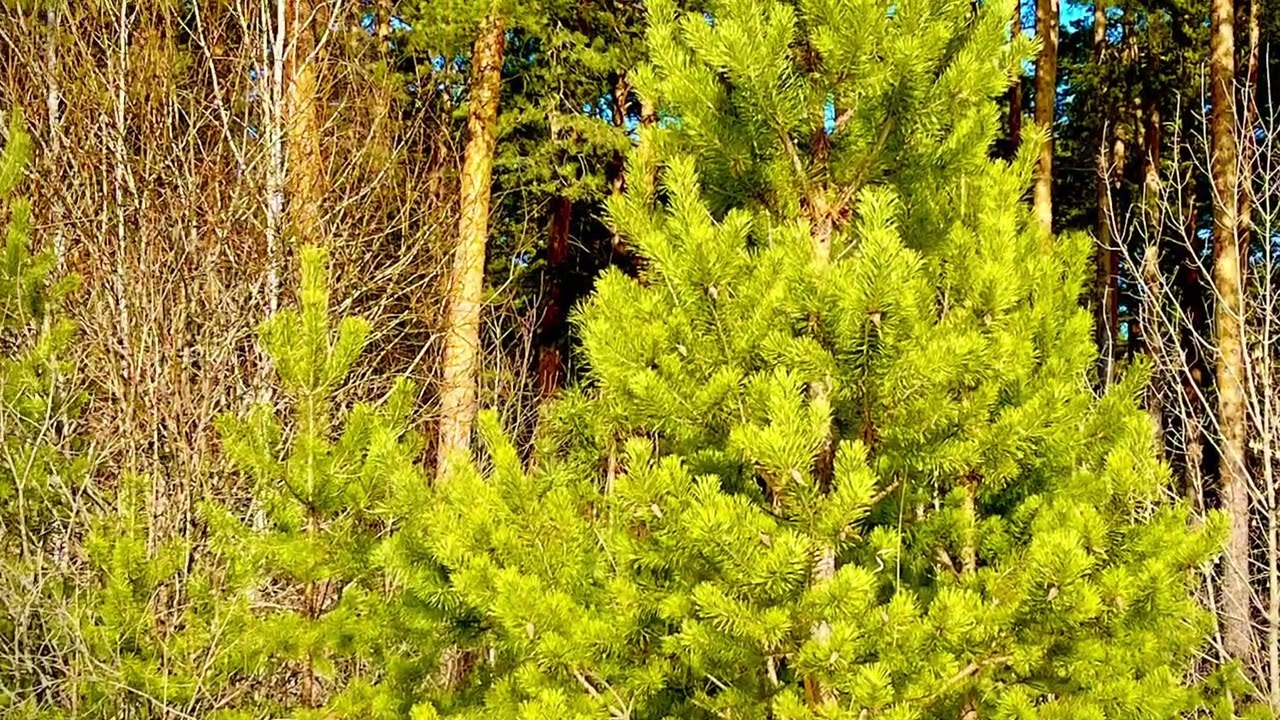 Весенняя зарисовка🌼🌲🤩🌲