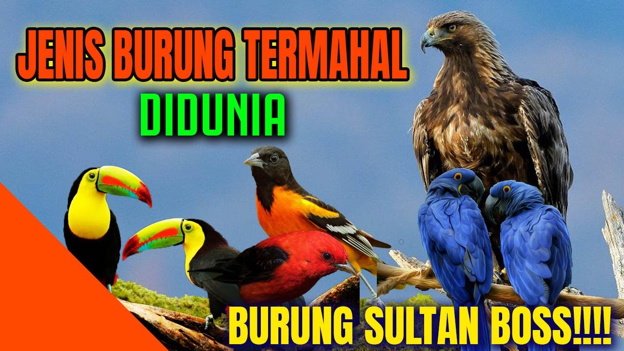 KHUSUS SULTAN 10 Jenis Burung Termahal di Dunia, Ada yang Harganya Miliaran 🤑
