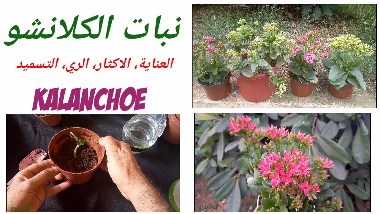 كلانشو نبات زينه مزهر سهل العناية و الاكثار kalanchoe شاهد ألوان ازهاره و طريقة اكثاره