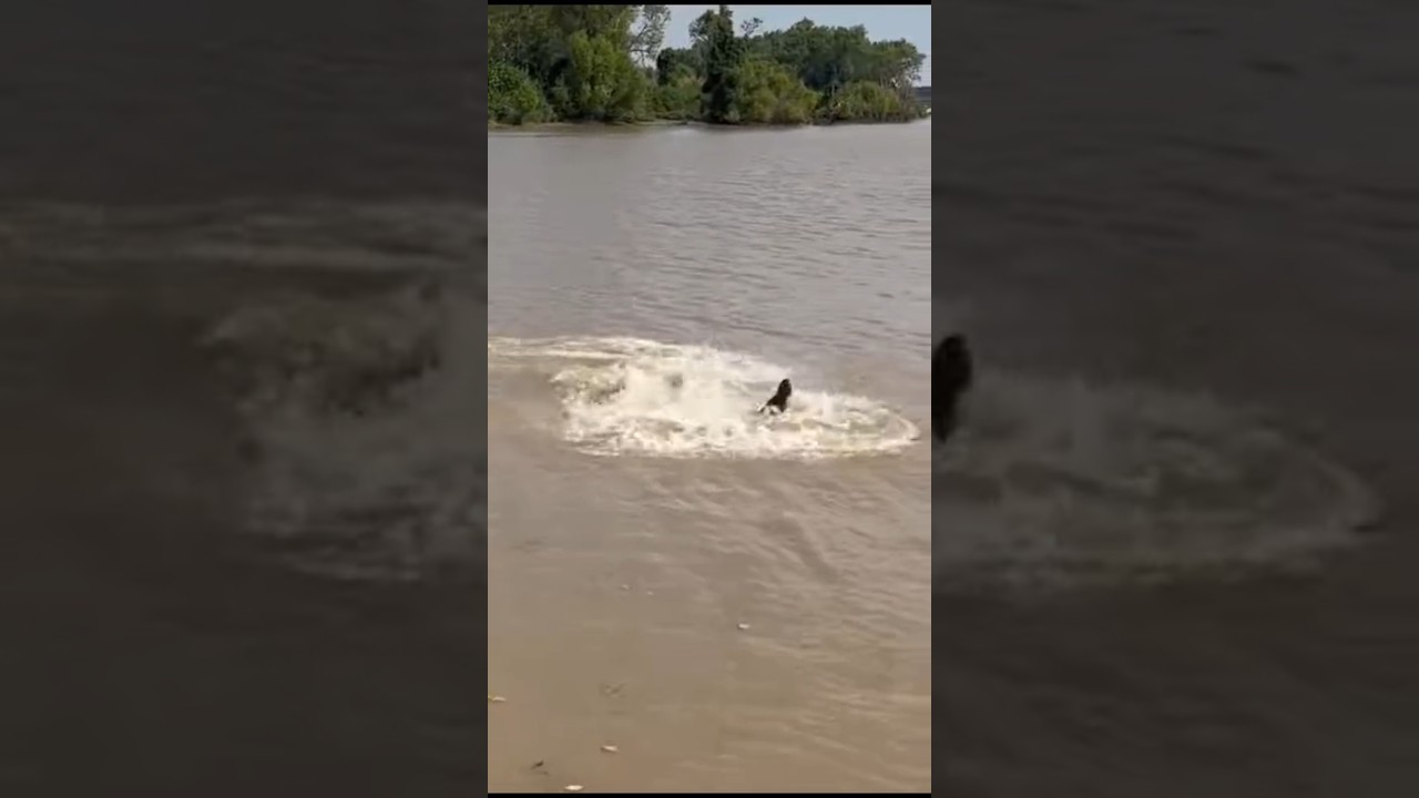 crocodile playing in kharasrota river.