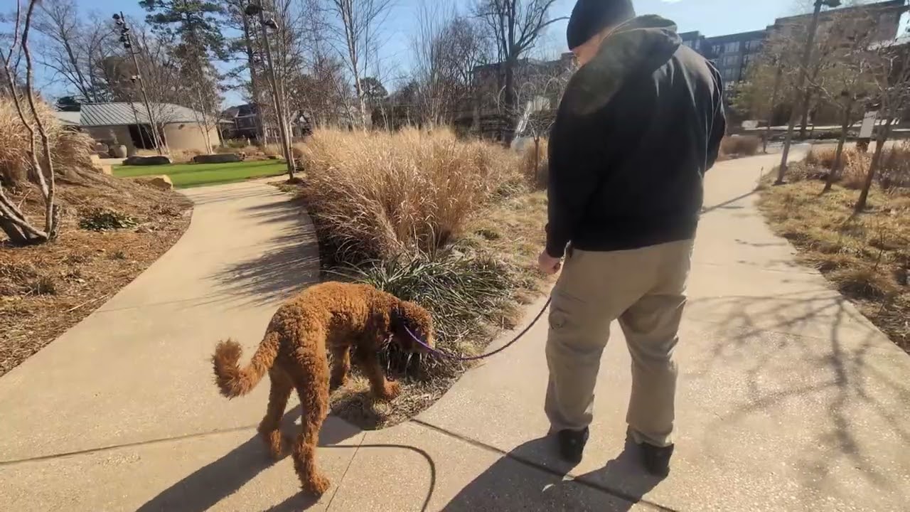 Sadie at downtown Cary Park