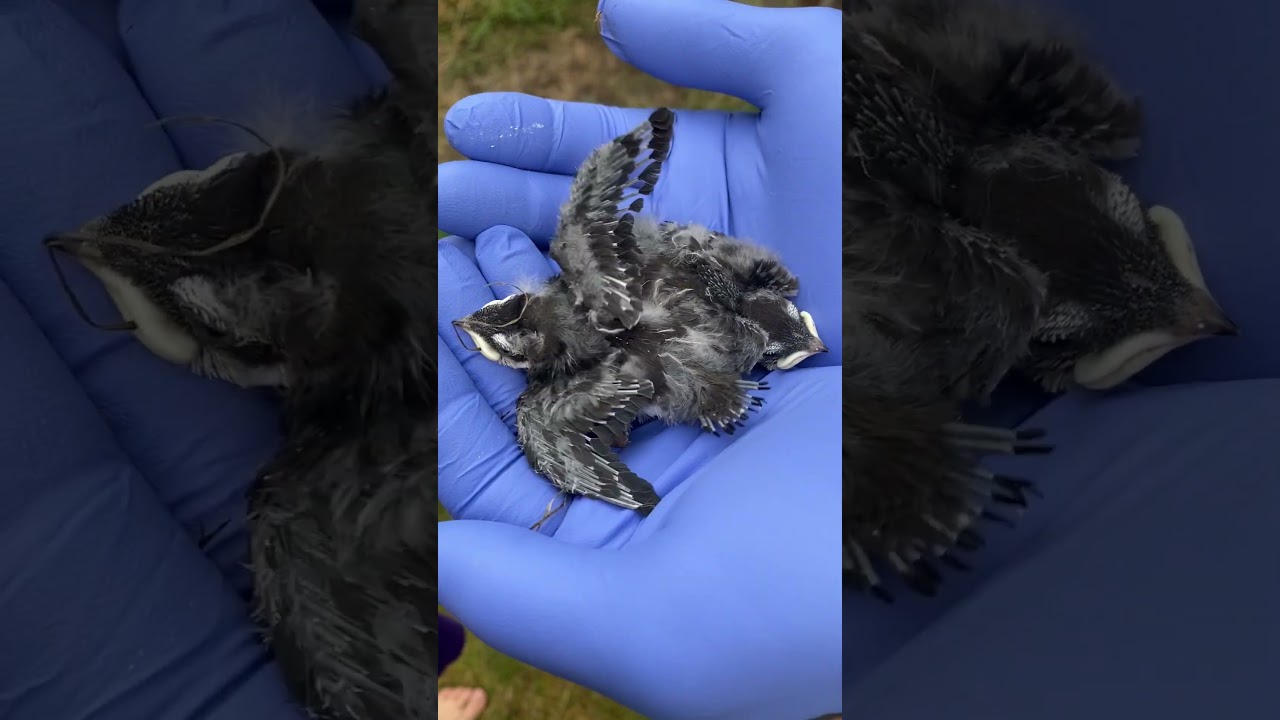 Rescuing baby birds #BackyardBirds #BirdRescue #birdlovers #BabyBirds #BackToTheNest