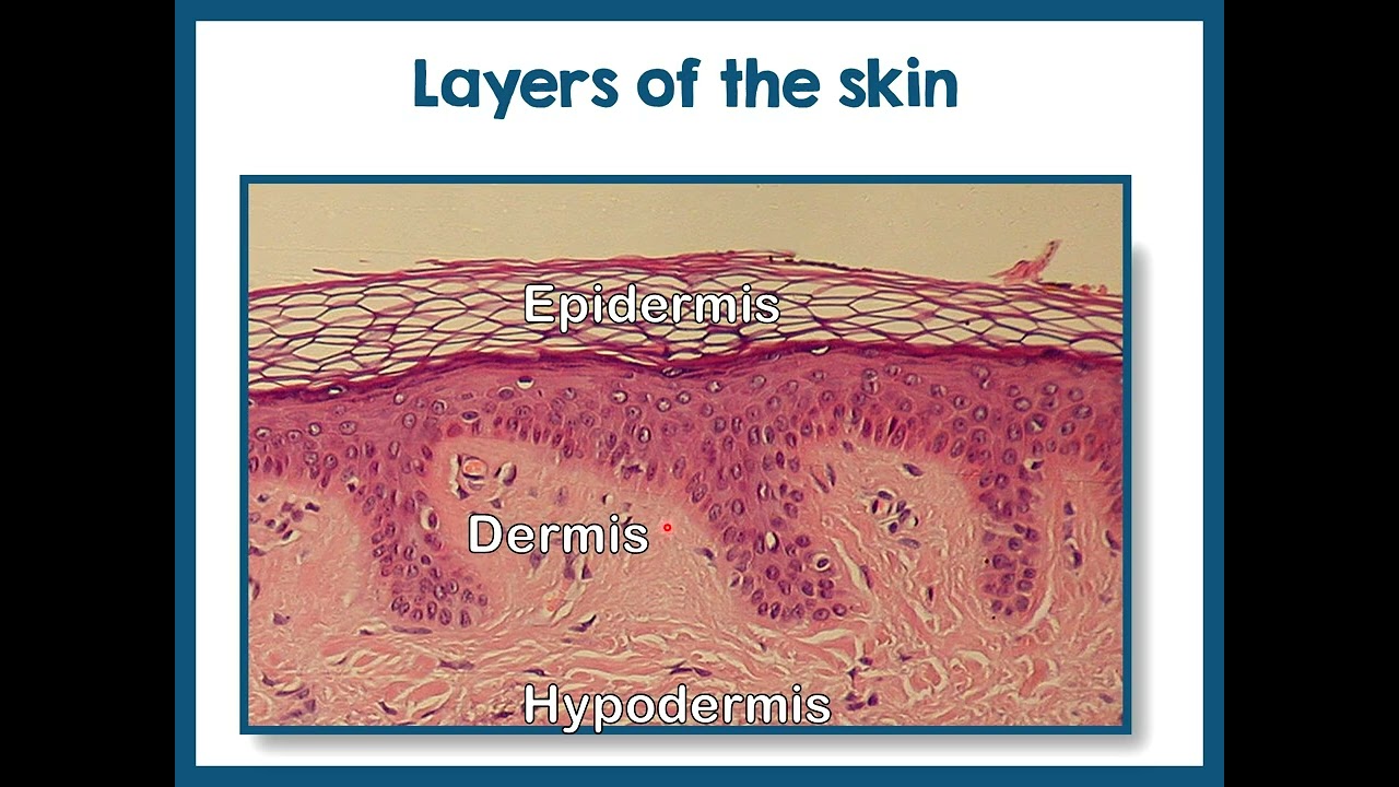 201 Integumentary PPT