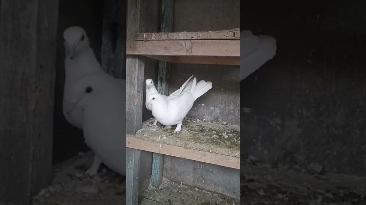  Широкохвостые  голуби МИхаила!