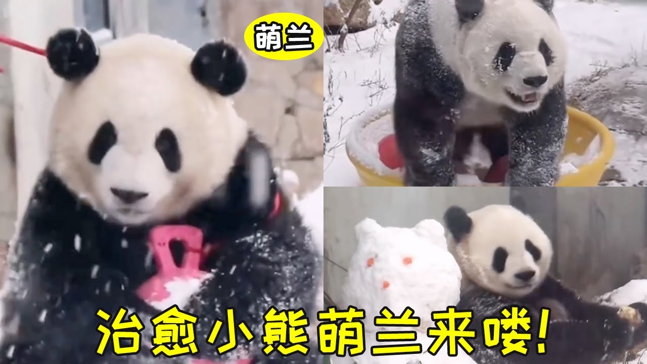 萌蘭：姨媽們你們那裡下雪啦嘛，北京下雪啦，我么廬兒可以玩雪啦😜#熊猫 #热门 #萌兰#国宝 #娱乐#娛樂