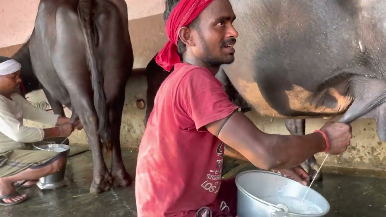 READY MILK 14L-16L BUFFALOW AVAILABLE FOR SALE AT REASONABLE PRICES.#chopradairyfarm #buffalo #dairy