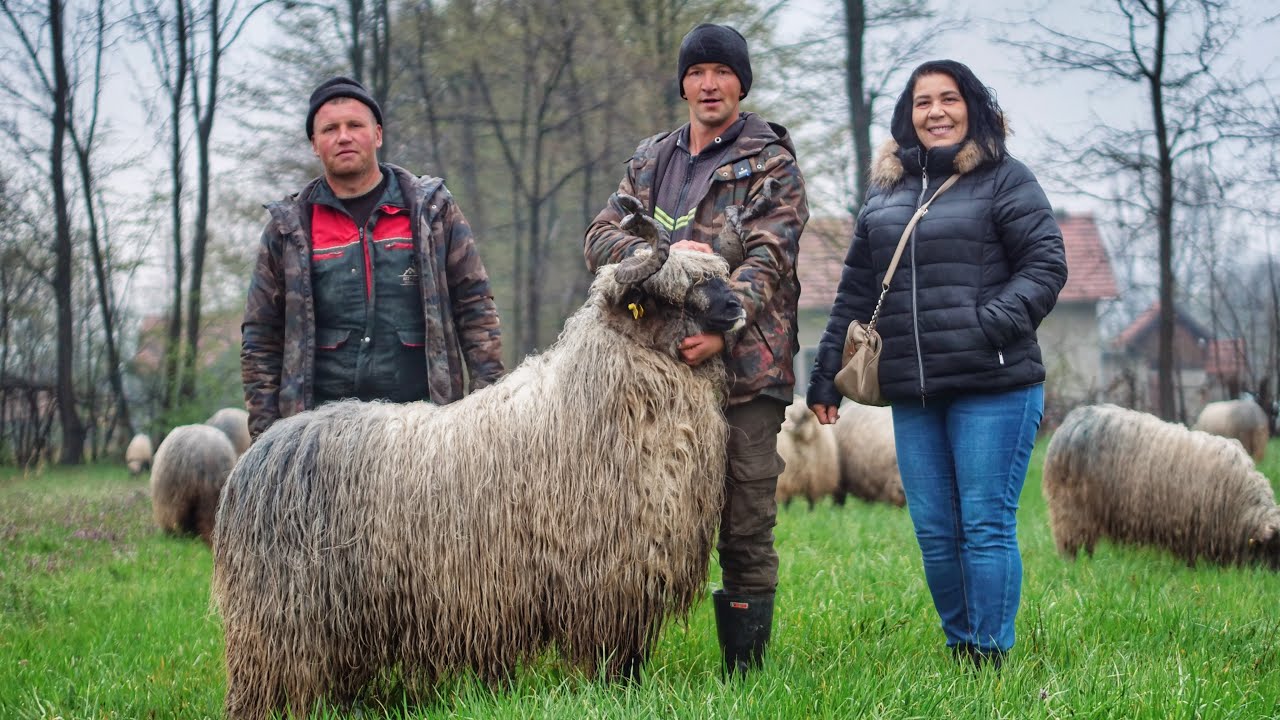 Kad ti priroda postane kancelarija! 🐑 Život čobana u Bosni