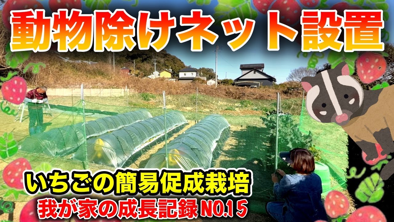 第15回あなたのイチゴは狙われている！！〜イチゴの簡易促成栽培、我が家の成長記録動画シリーズ〜