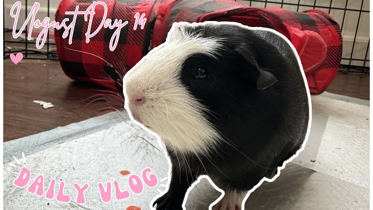 VLOGUST DAY 14 | DAILY VLOG | Guinea Pigs, Joined a Gym, Car Chats!
