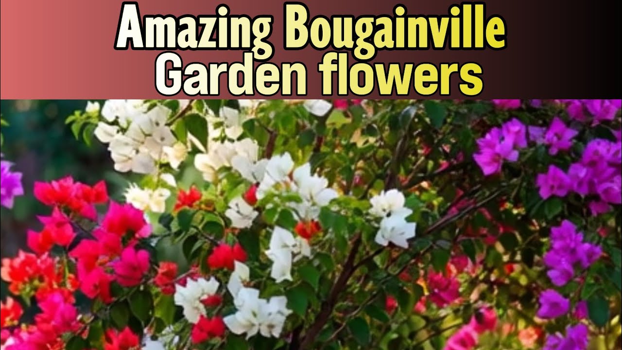 Amazing Bougainville Garden | AI Video |AI Generated Colorful Floral Paradise 🌺| pazhanchans 