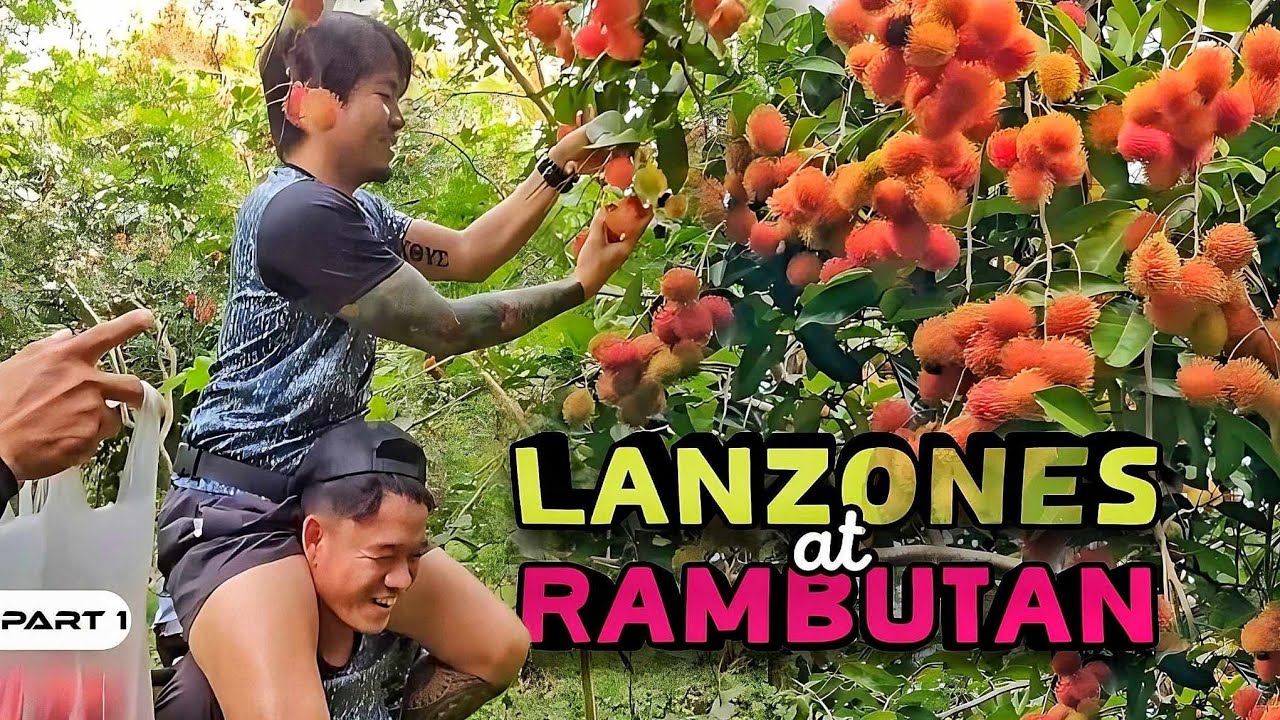 P1-Rambutan at Lanzones - EP1090
