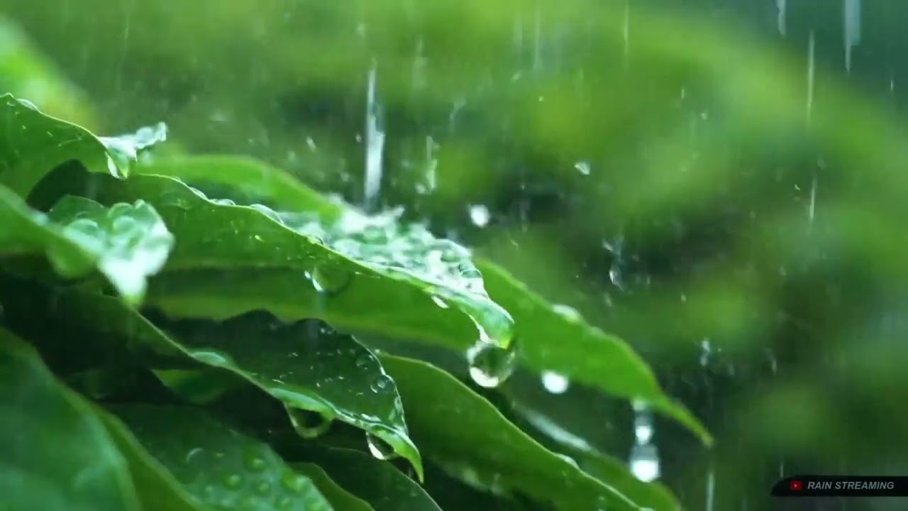 Fresh Green Rain on Leaves 🌿 Relaxing Nature Sounds for Deep Sleep & Stress Relief