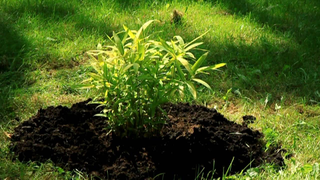 Planting & basic info on cold hary bamboo.