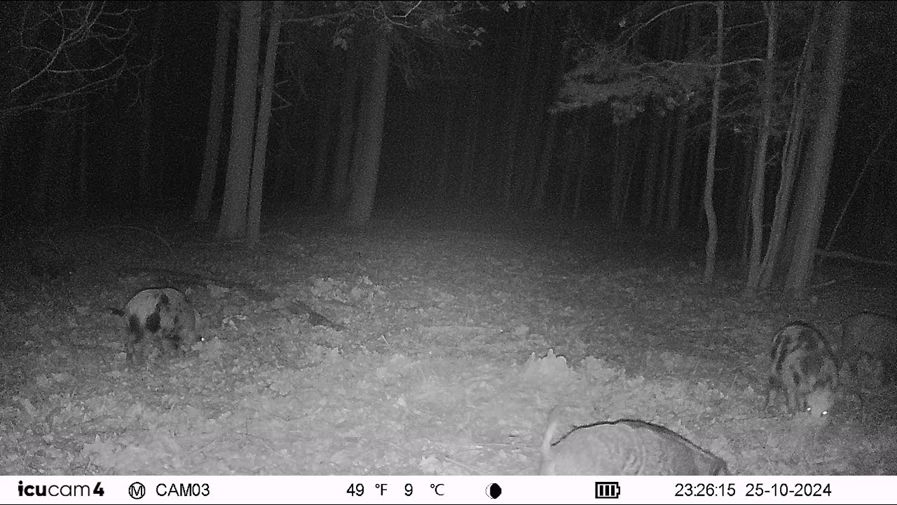 20241025232618 Germany - Wildzwijn / Schwarzwild / Wild boar