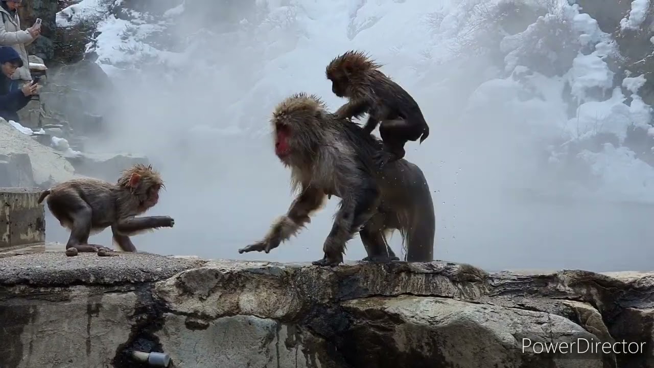 Snow monkeys in Jigokudani Monkey Park, Nagano , Japan, Feb 2023