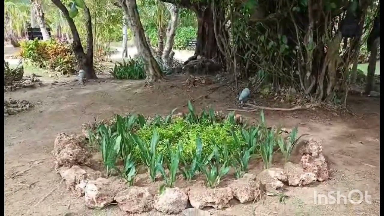 Para mapanatiling MAGANDA at MALINIS Ang ISLA/clearing and additional Plant lagi.