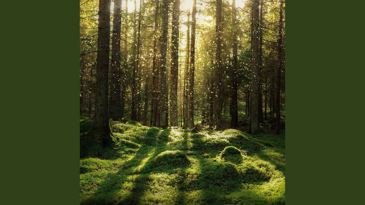 Lost Woods