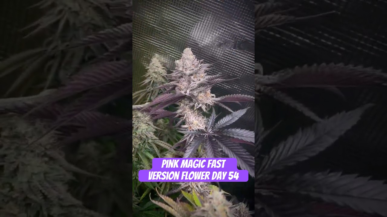 Pink Magic Fast Version Flower Day 54 #420 #seedtoharvest #crazybud