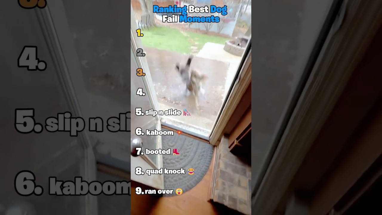 Ranking Best Dog Fail Moments