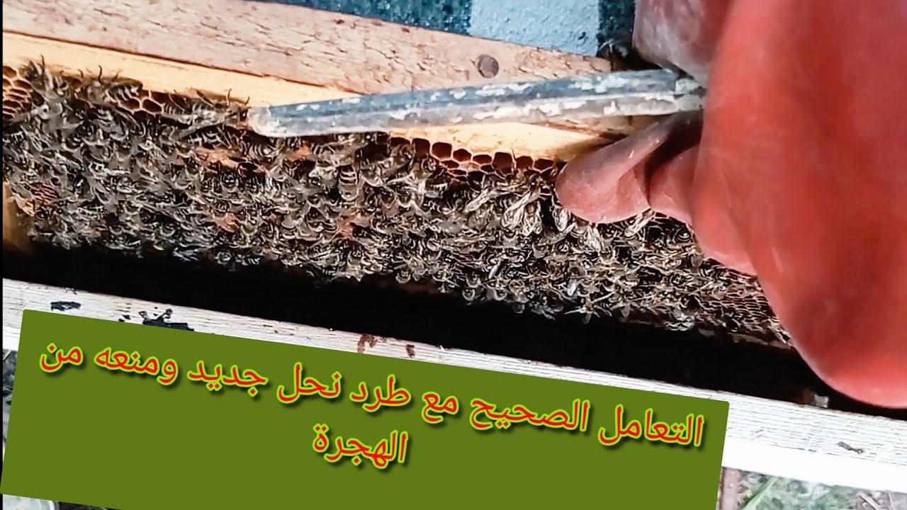 أسهل طريقة التعامل مع طرد نحل جديد ومنعه من الهجرة