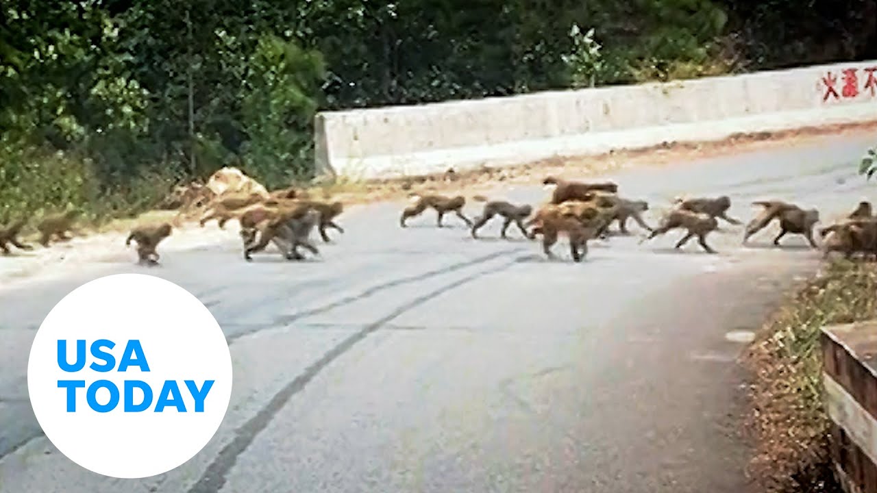 Monkeys halt traffic on mountainous road in China | USA TODAY