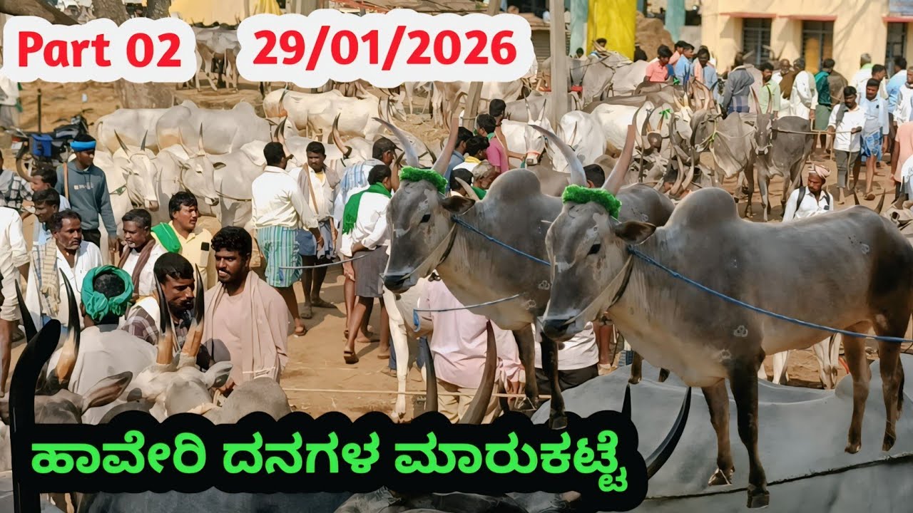 Haveri Cattle Market || ಹಾವೇರಿ ದನಗಳ ಮಾರುಕಟ್ಟೆ || ಪ್ರತಿ ಗುರುವಾರ ಬೆಳಿಗ್ಗೆ #cattlemarket 