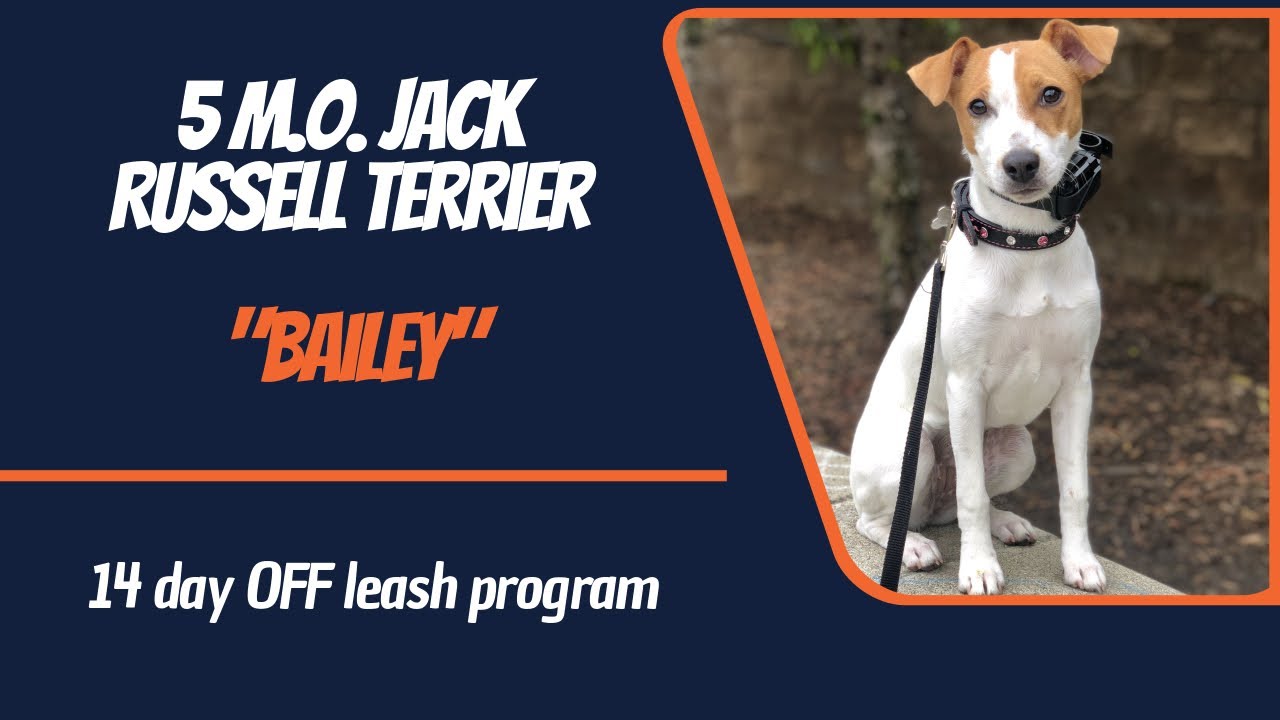 🐶🦮Las Vegas Dog Trainers🦮🐶