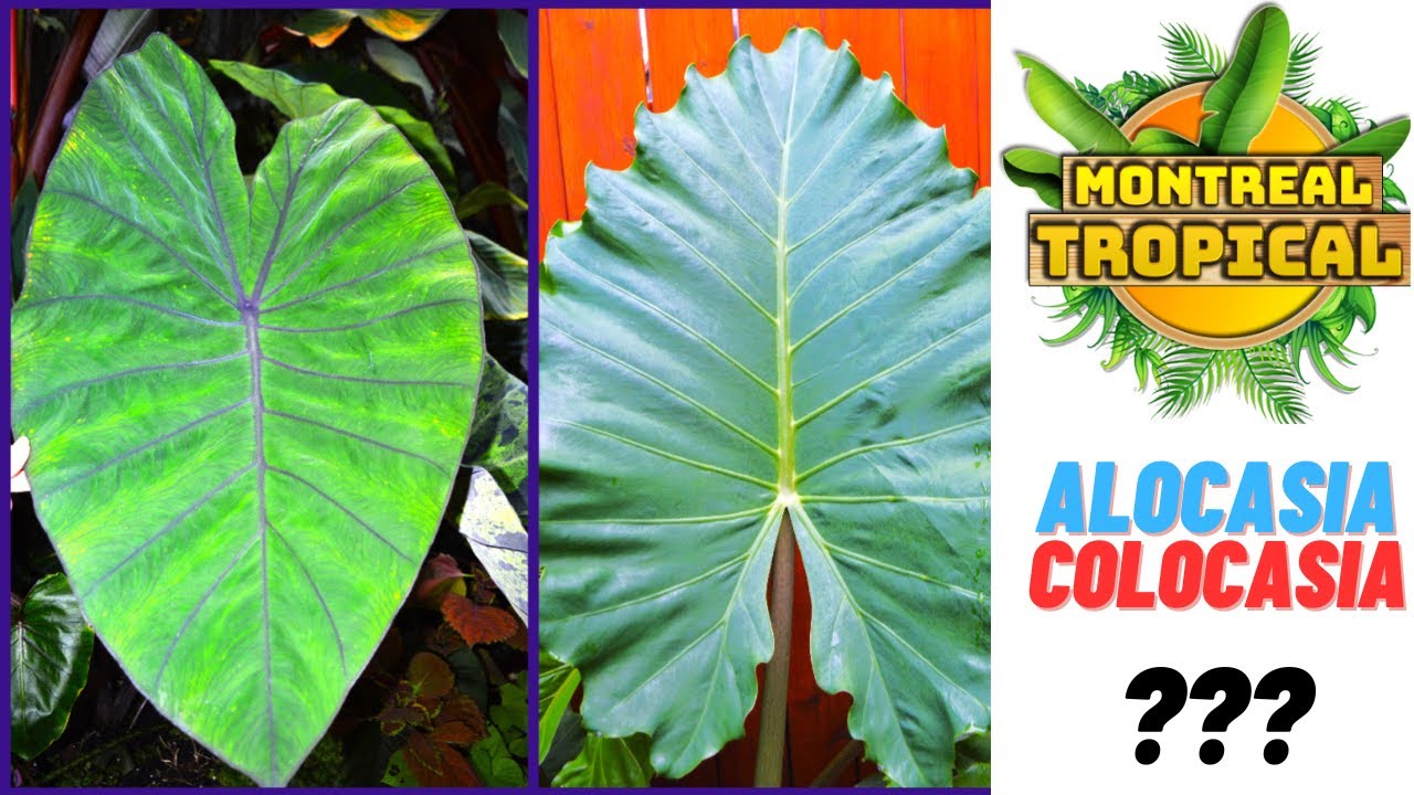 Comment distinguer un alocasia d'un colocasia ?