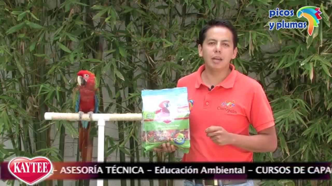 COMO LOGRAR QUE LOS LOROS COMAN CROQUETAS