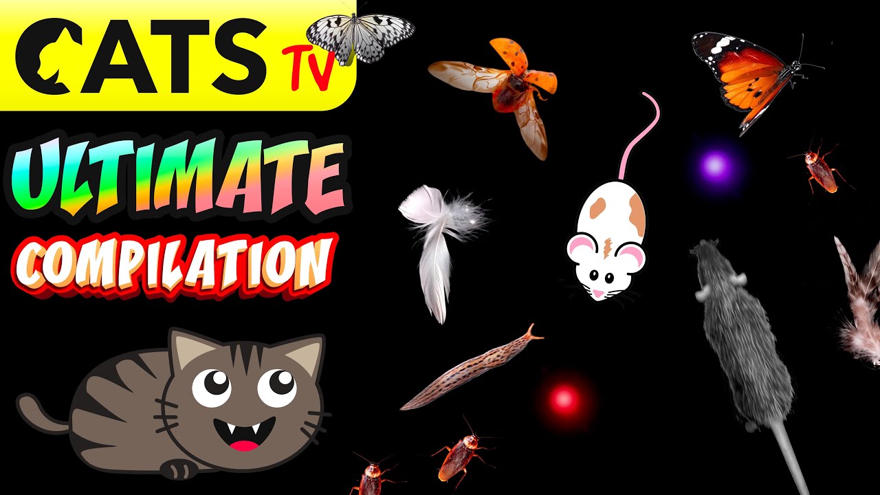 CATS TV 📺  Ultimate BLACK Compilation 🪰😻 3D SOUND 🔊 Battery ECO 🔋 (GAME FOR CATS)