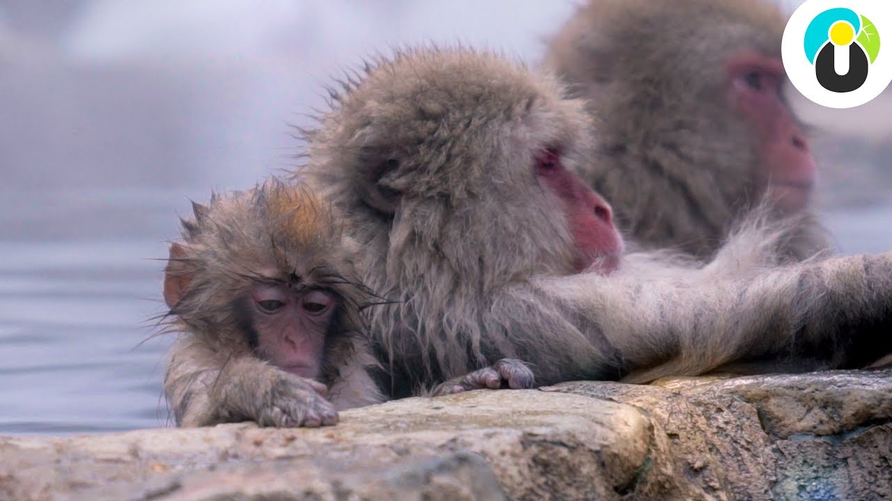 JAPAN - Diese Hotspots MÜSST ihr gesehen haben 🐒❄️  | Guru on Tour