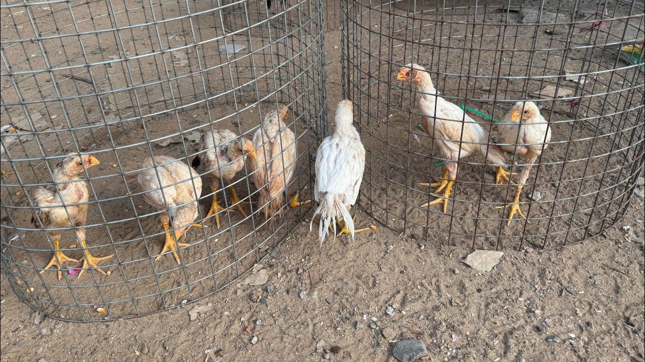 Murga farm khan bhai ka (Odisha Bhadrak)