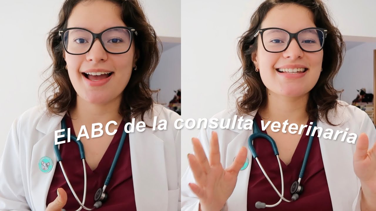 Cómo dar una consulta veterinaria | Así aprendí yo, consejos y más 🐈👩🏻‍⚕️🩺