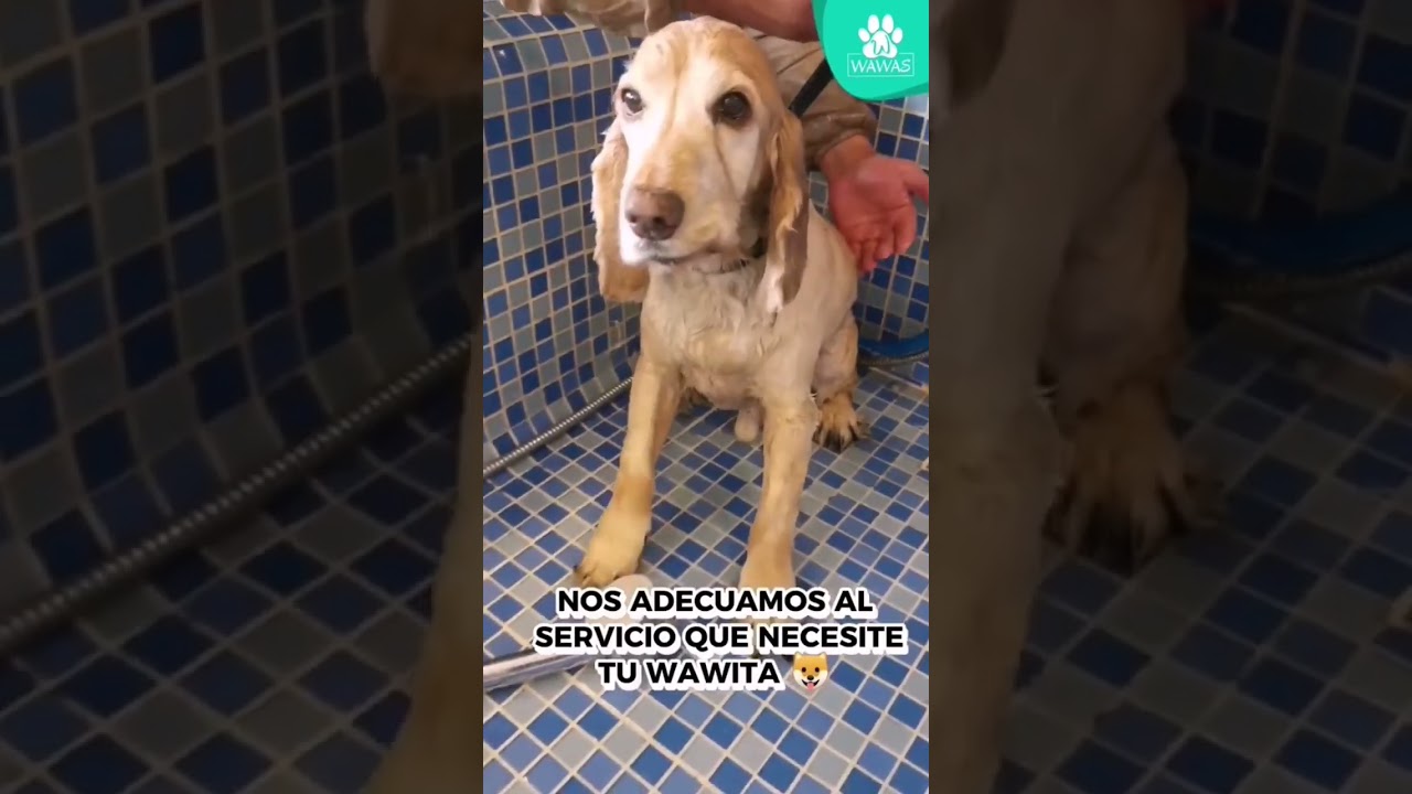 TIPOS DE BA&Ntilde;O con los que contamos en PETS HOTEL WAWAS 🐶🐾