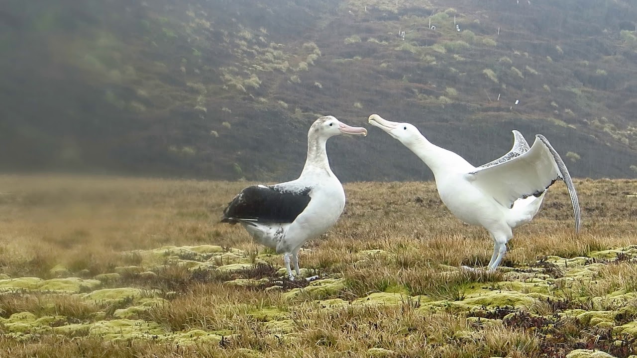The Mating Dance of the Wandering Albatross