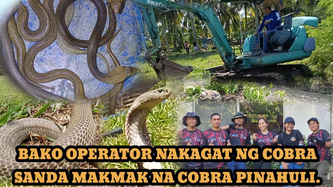 SANDAMAKMAK NA COBRA SA LIBMANAN BICOL NAKAGAT ANG BAKO OPERATOR #TOLCOBRA #cobraprince #cobraking