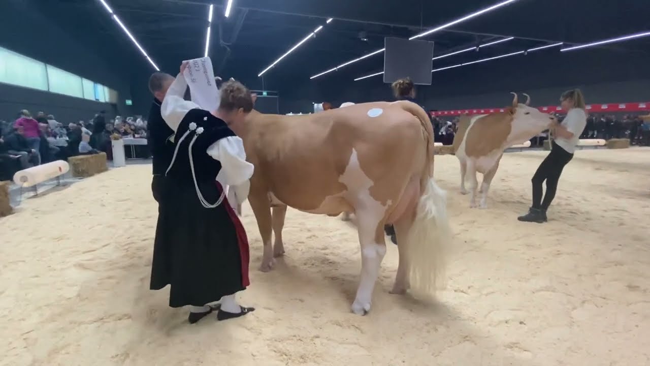 Junior Champion Simmental Jungkuhchampionat Thun 2023