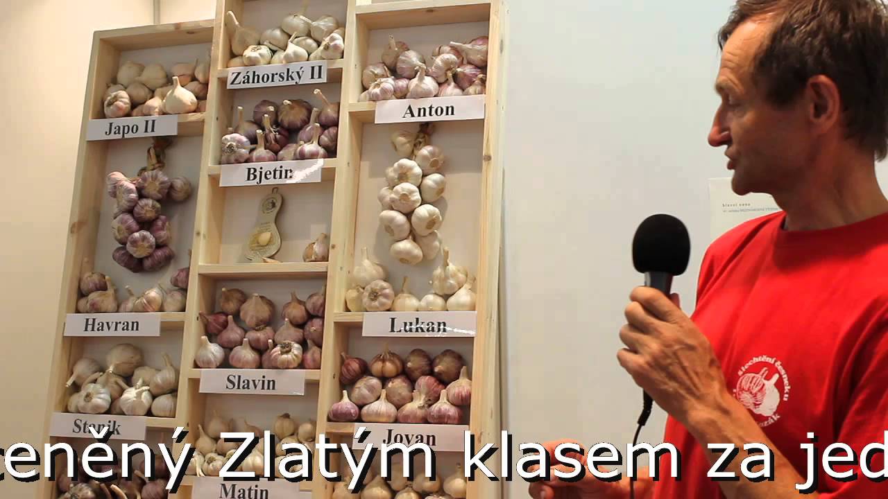 Ing  Jan Kozák Zlatý klas za česnek