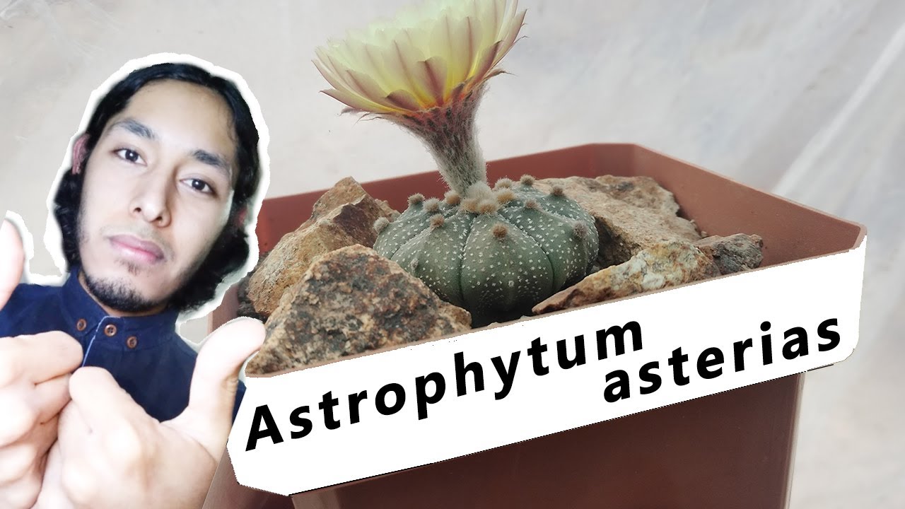 3 Consejos IMPORTANTES para EL CULTIVO de Astrophytum asterias