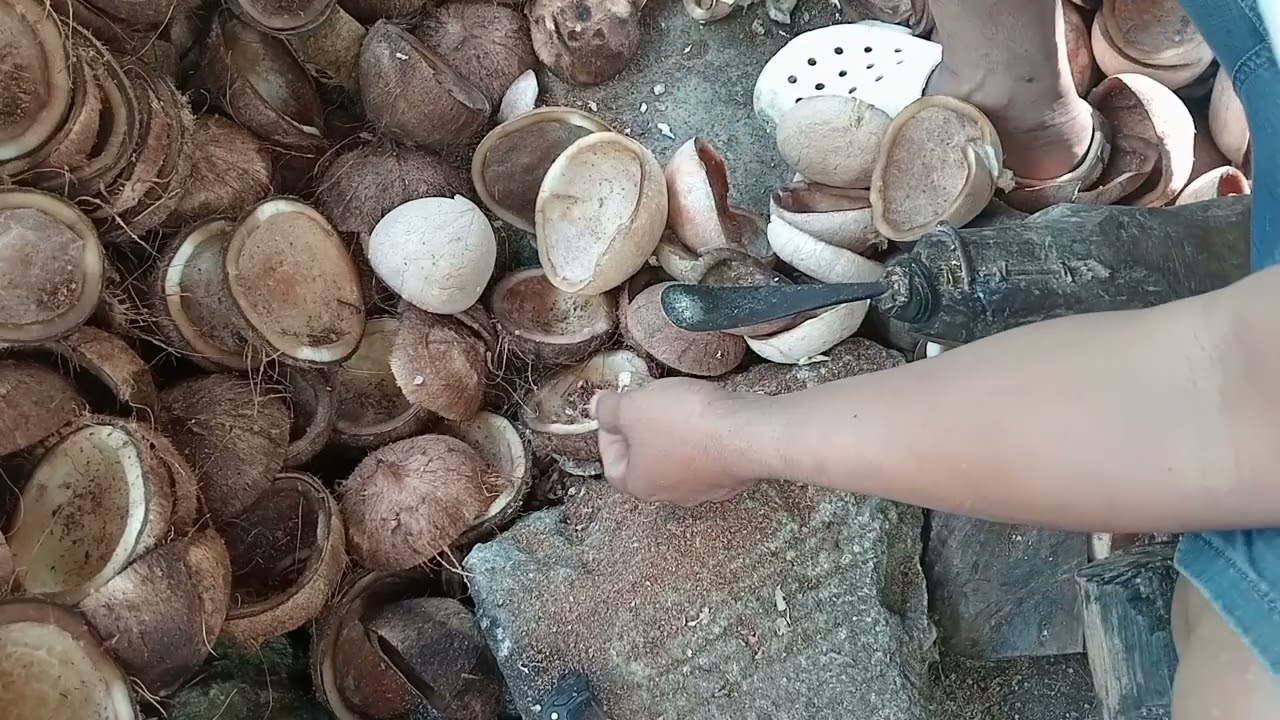 Coconut 🥥 copra processing in the Philippines