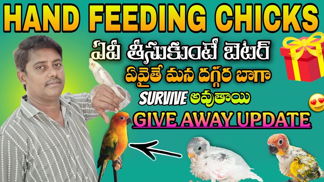 Is Hand-Feeding Chicks Worth It?
