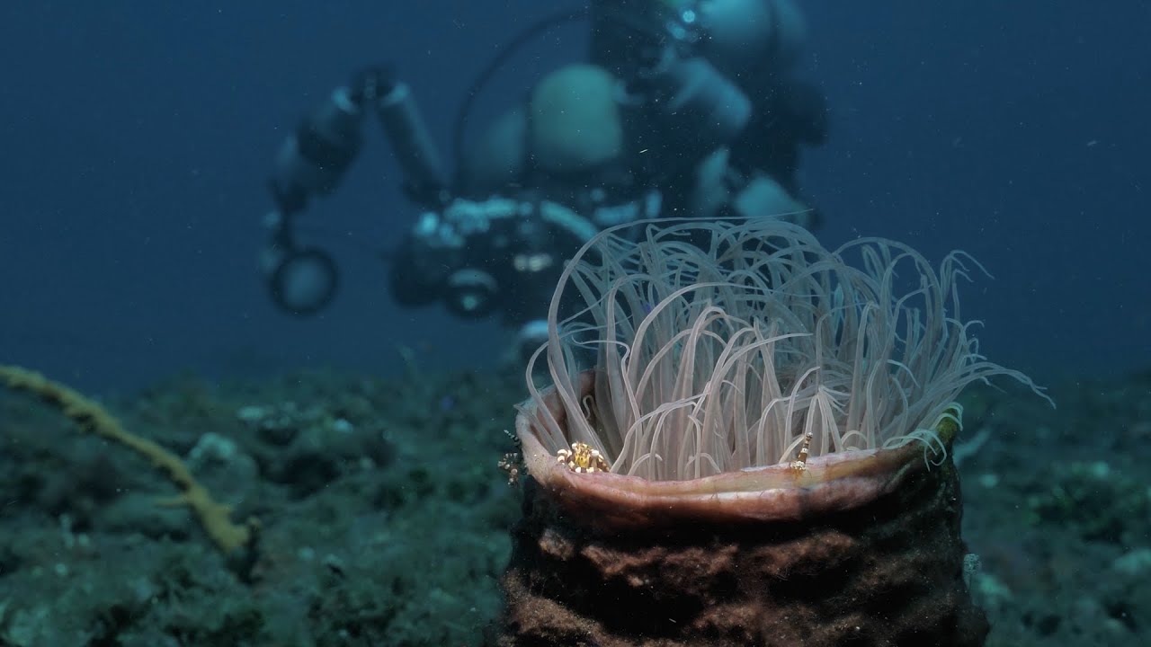 Promotional Video Liberty Dive Resort